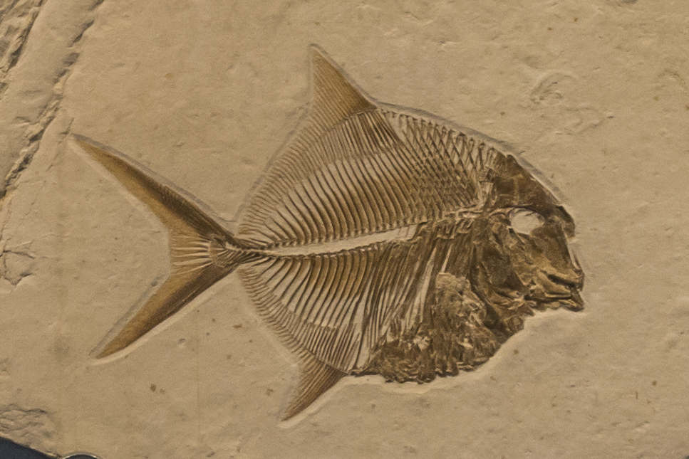 Fischfossil, Ettling